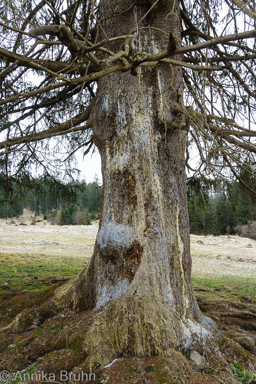 Blutet der Baum etwas